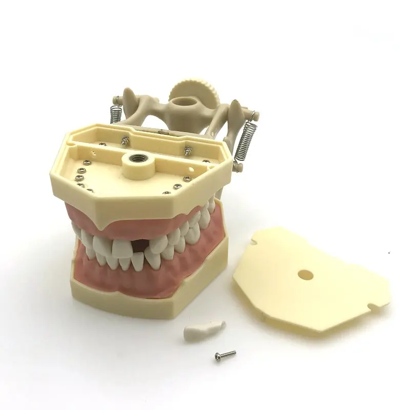 

1 Piece SF Type Dental Teeth Study Model Screw Fixed Teeth Model, Soft Gum & DP