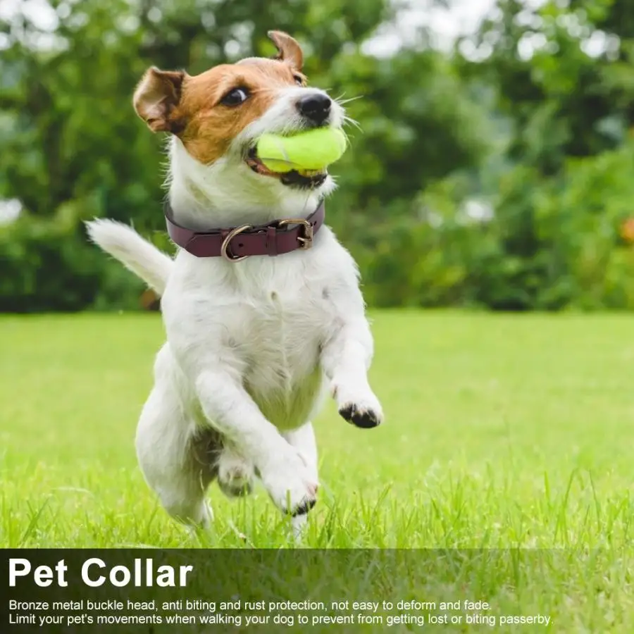 животные. собака играет с игрушкой. Human pet. собака pdf. ухаживание за животными.