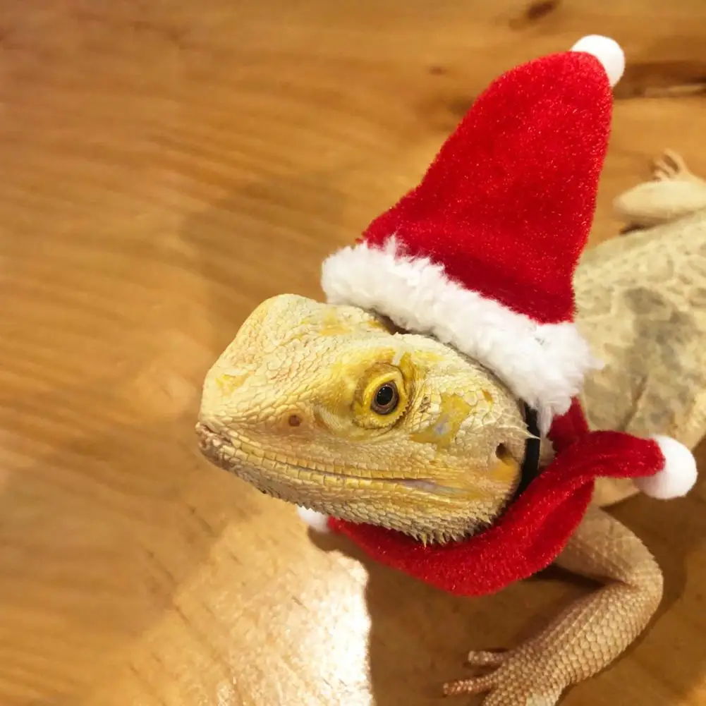1SetLizardSantaHatReptileHatswithScarfHolidayDressUpSoft