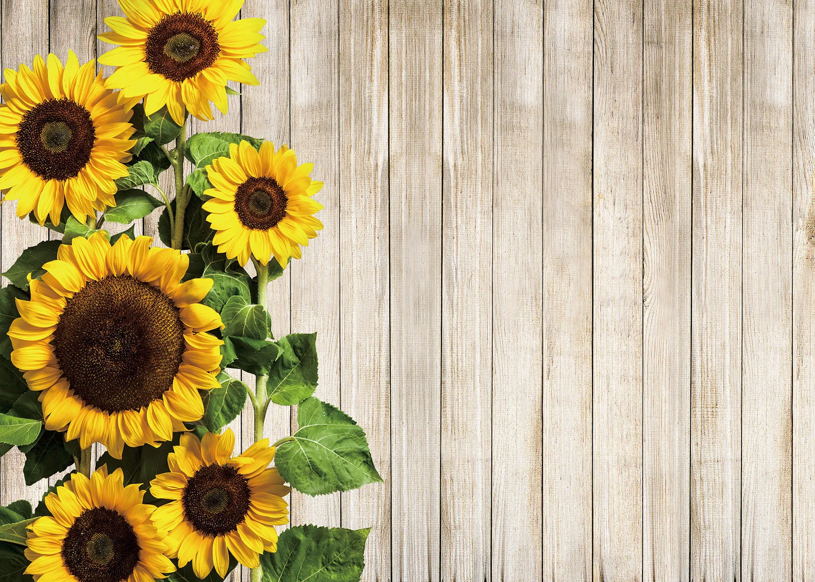 Sunflower Sunflower wood background Images for nature or garden themes