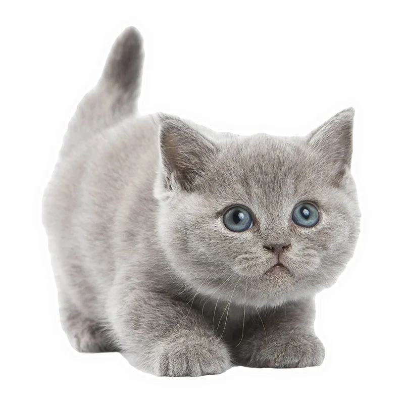 

Hot Funny Lovely Cat Car Stickers Motorcycle Decals Motorcycle Accessories Waterproof PVC 14cm *13cm