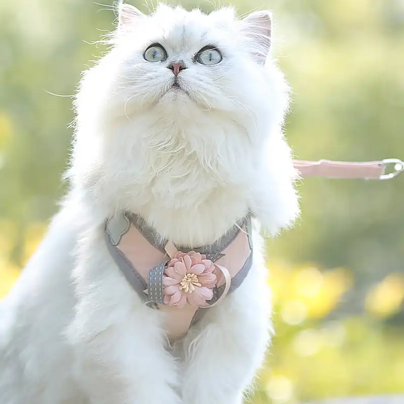 kitten harness pets at home