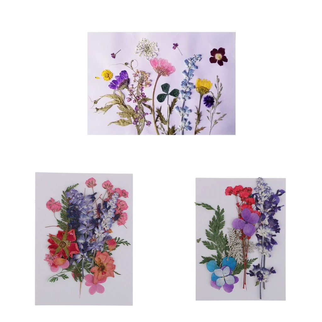 Variety of Real Pressed Dried Flowers for DIY Scrapbooking Art Crafts Decoration