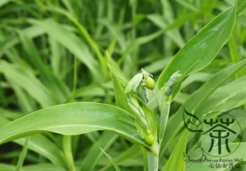 

Job's Tears Coix Chinensis Coix Lacryma-jobi Yiyi