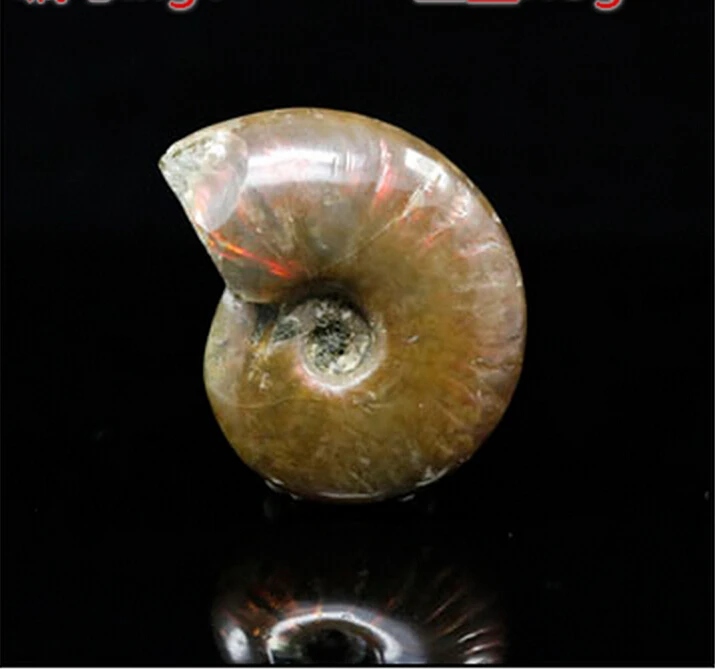 625 + пятнистые цвета окаменелости улитки листья аммонита окаменелые образцы | Дом