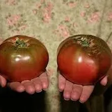 Семена черного Чероки томатные семена