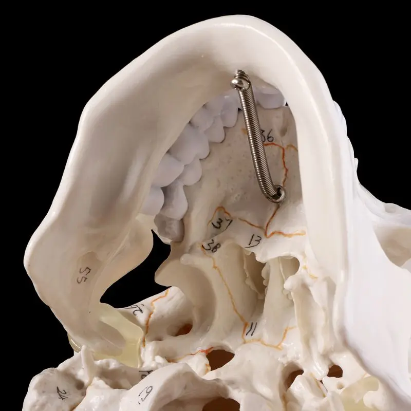 

Life Size Human Skull Model Anatomical Anatomy Medical Teaching Skeleton Head Studying Teaching Supplies R9UA