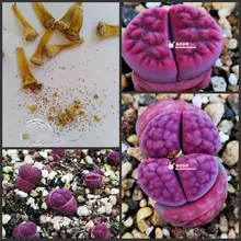 50 шт. свежий настоящий литопс Aizoaceae псевдобрункателла суккулент S~ живые камни красочные лица