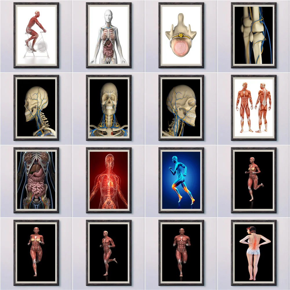 

6-9 человеческая структура Скелет кровеносные сосуды Анатомия мышц разложение профессиональные фотографии Wa