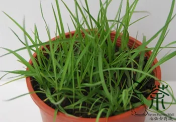 

Paspalum Notatum Pensacola Bahia Common Bahia Bai-Xi-Cao