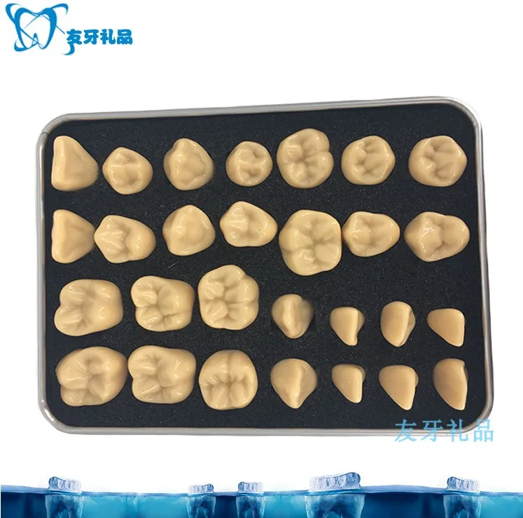 1.2X 2X Enlarge Crown Carving Prepare Tooth Model Dental Model Carved Teeth Medical Science Teaching Anatomical Models
