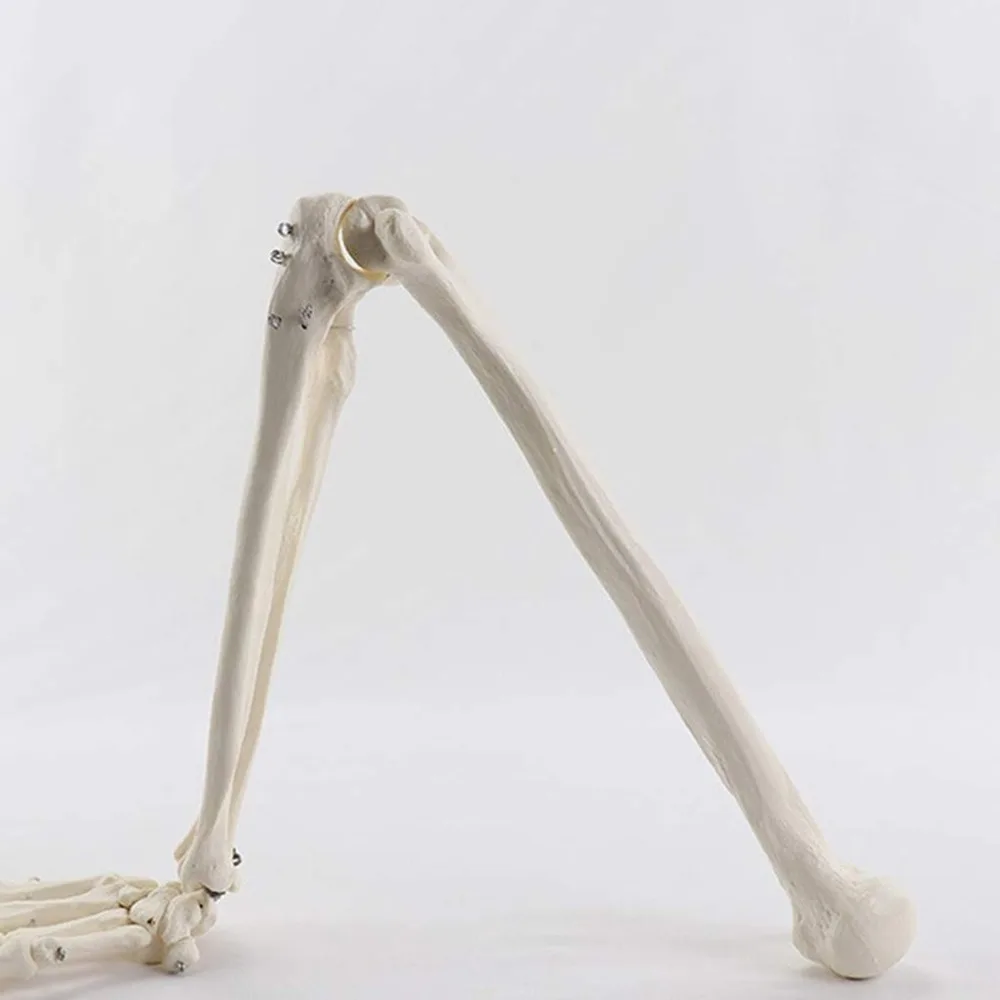 1:1 Human Bone Model of Bone Adult Arm of Upper Limb Arm and Radius Hand Medical Science School Teaching Supplies