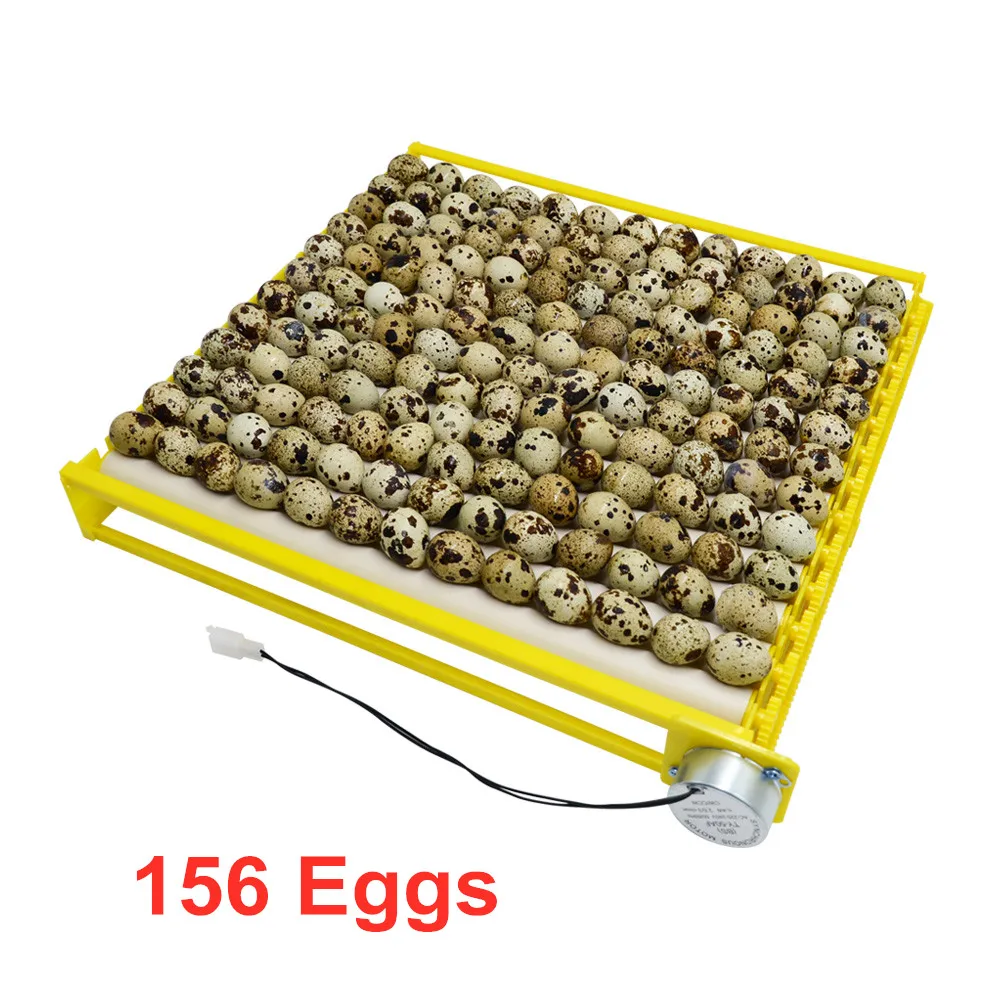 156 eggs
