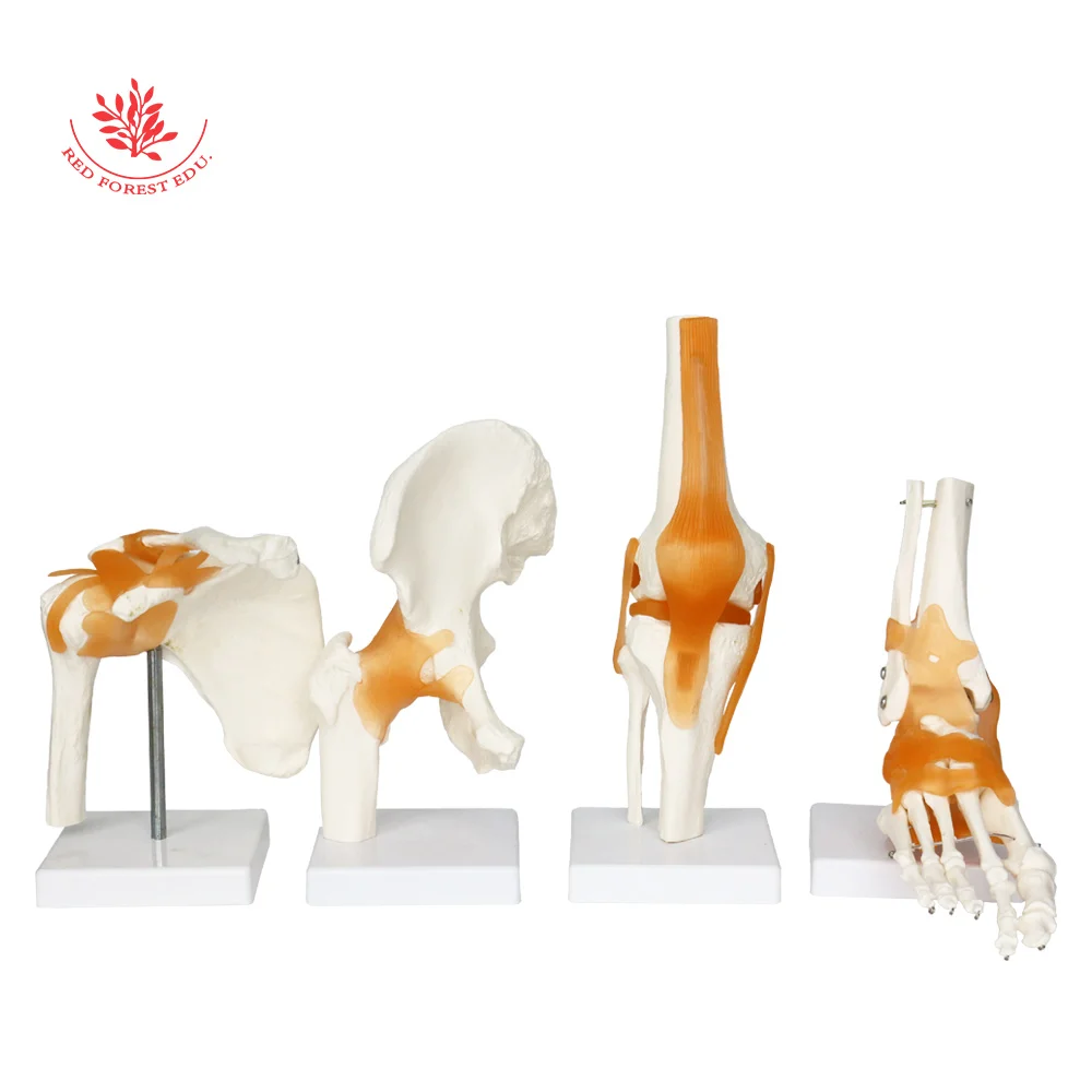 Human Joint Model Life-size One Set Ligament Hand Shoulder Elbow Hip Knee Foot FORESTEDU Medical Science Educational Tools