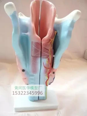 Medical Science Human Throat anatomy model Laryngeal muscle Laryngeal cartilage free shipping