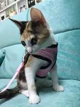 Arnés ajustable para perros y gatos, correa de plomo para pasear, collar para cachorros de malla de poliéster, medianos y pequeños