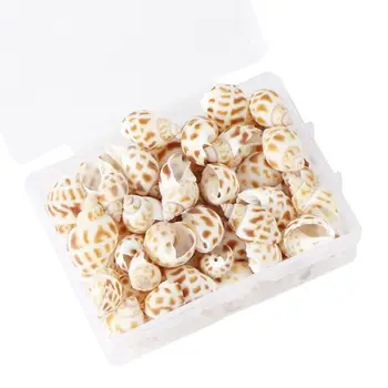 

100Pcs/Box Natural Conch Shells Mini Conch Corn Screw Wall Decoration DIY Aquarium Landscape Seashells Jewelry DIY Craft