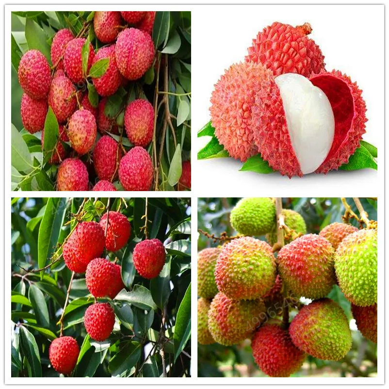 

10 Pcs Lychee Bonsai Four Seasons Potted Litchi Tree Bonsai Balcony Vegetables Fruits Bonsai Plant DIY Home Garden Easy To Grow