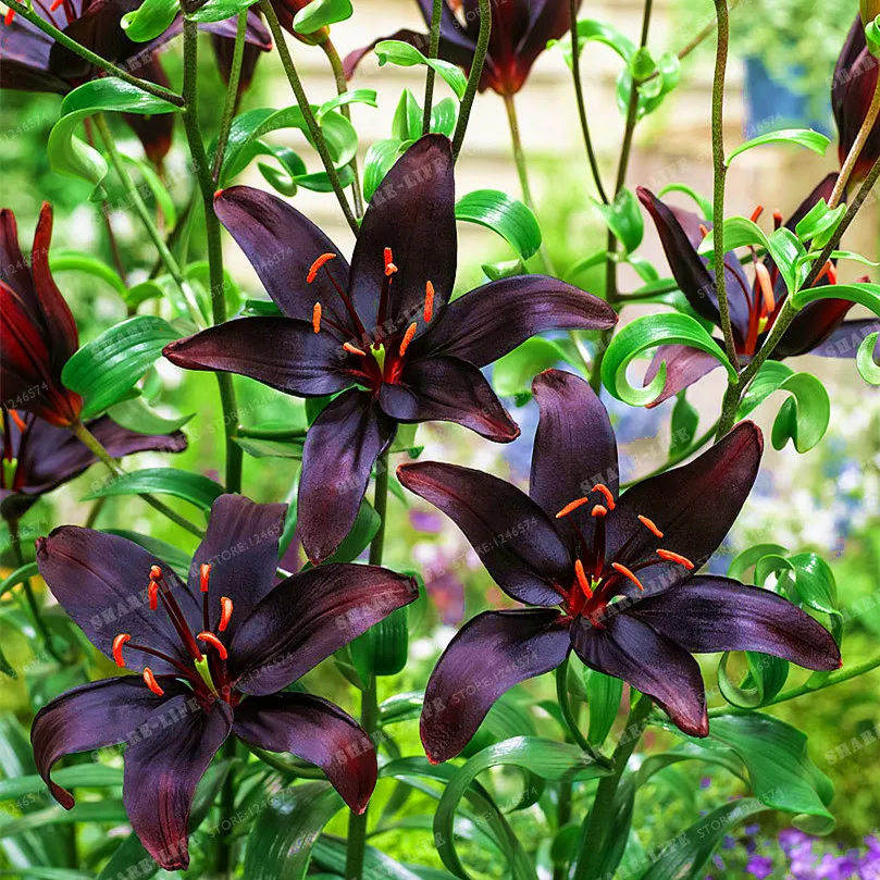 2 Bulbs True Black Lily Bulbs Bonsai Flower Indoor Plant Radiation Absorption Natural Growth Bonsai Flower