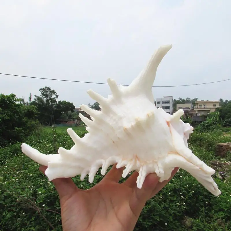1 Sea conch Furnishing Marine Decoration 18-22cm Big Conch Natural Ornaments Shell Wedding/Festival/Party Decoration Great Gift 1 Sea conch Furnishing Marine Decoration 18-22cm Big Conch Natural Ornaments Shell Wedding/Festival/Party Decoration Great Gift
