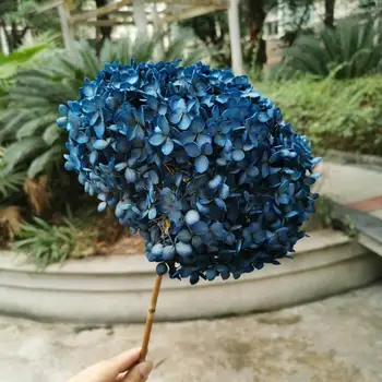 

15-20CM Head,Preserved gradient real Hydrangea with stem,Eternelle display arrange flowers for Wedding party Home Decoration