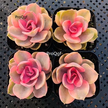 

Ngryise 3Pcs A Set succulent raindrop