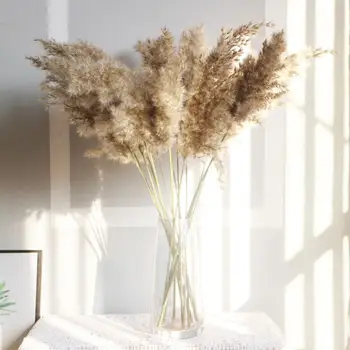 

10 Pcs Dried Plants Pampas Grass Natural Phragmites Communis Wedding Flower Bunch Color