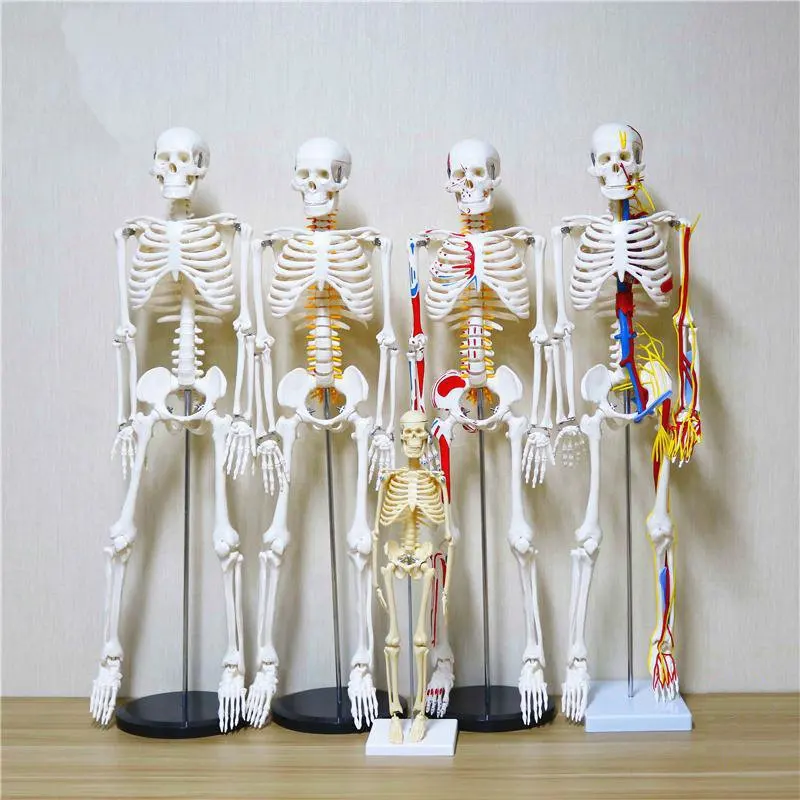 

45cm 85cm Acupuncture Model Semi-Muscle Bone Visceral Model Traditional Chinese Medicine Meridian Acupoint Model Adult