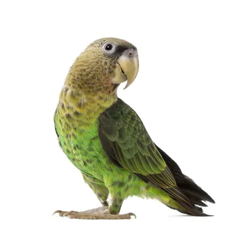 

Interesting Car Sticker Accessories 3D Parrot Bird Animal Car Window Decal Waterproof PVC 18cm X 20cm