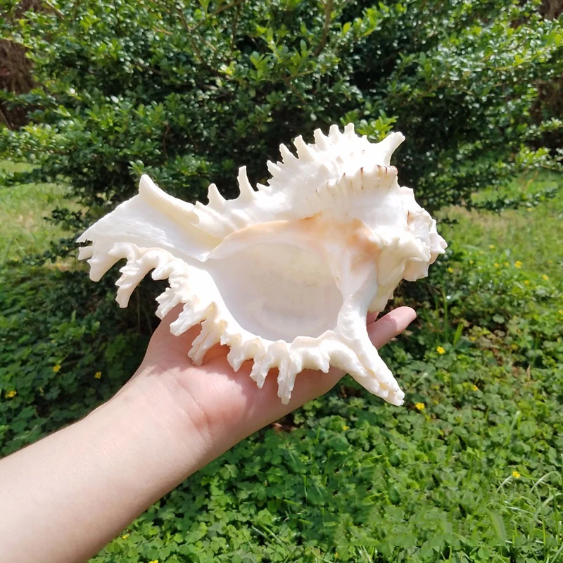 Natural Shell Large Conch Carmine Fish Tank Landscape Aquarium Decoration Props Home Display Crafts Sea Snail |