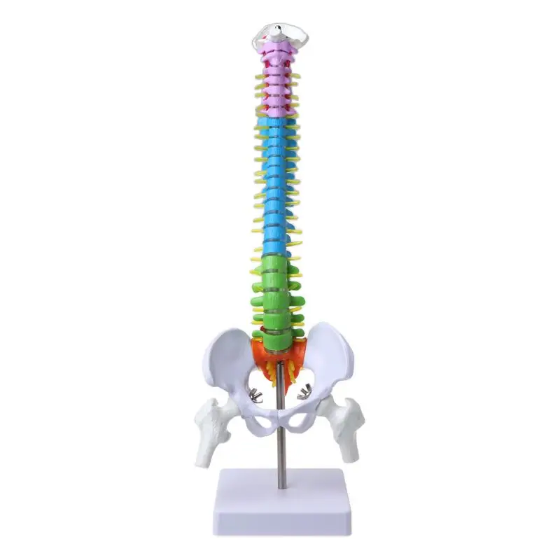 Venta Herramienta de enseñanza anatómica médica, modelo de espina humana removible, columna Vertebral, curva Lumbar, 45cm llK6Z3Vzo