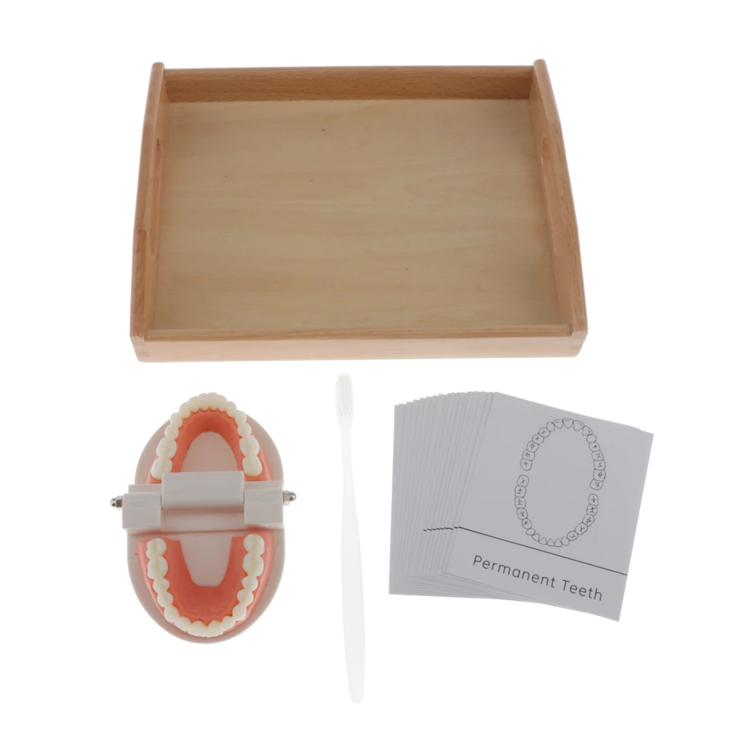 Human Mouth Teeth Model School Teaching Tools Magnification Kid Study Teeth Tongue Model Kit Mouth Caring Tool 