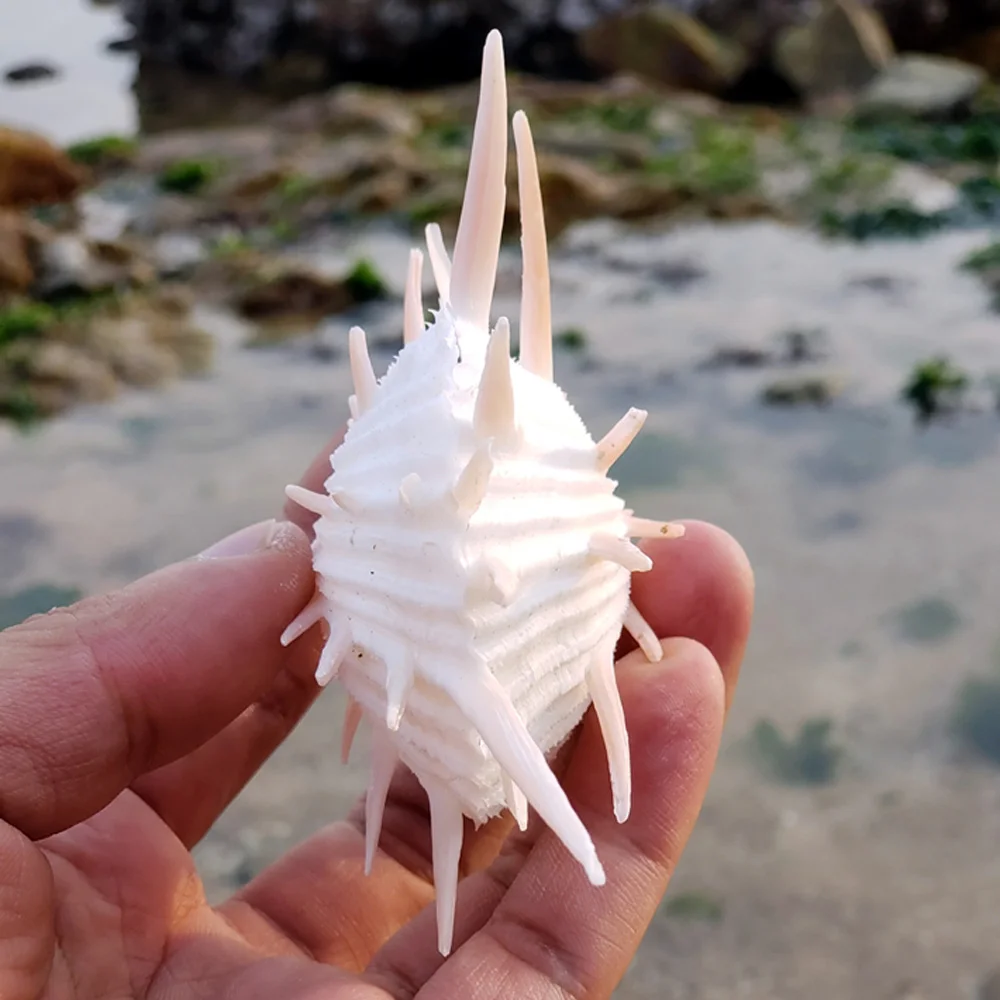 Natural Shell Ornaments Natural Conch Sea Shell Spondylus Shell 1pcs 8-9cm For Fish Tank Decoration Gift