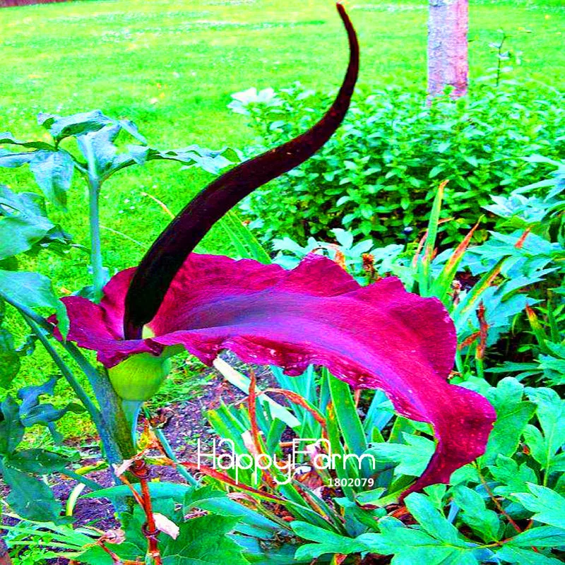 Lowest Price! 100 Pcs/Lot Giant lily voodoo lily plant potted bonsai garden courtyard