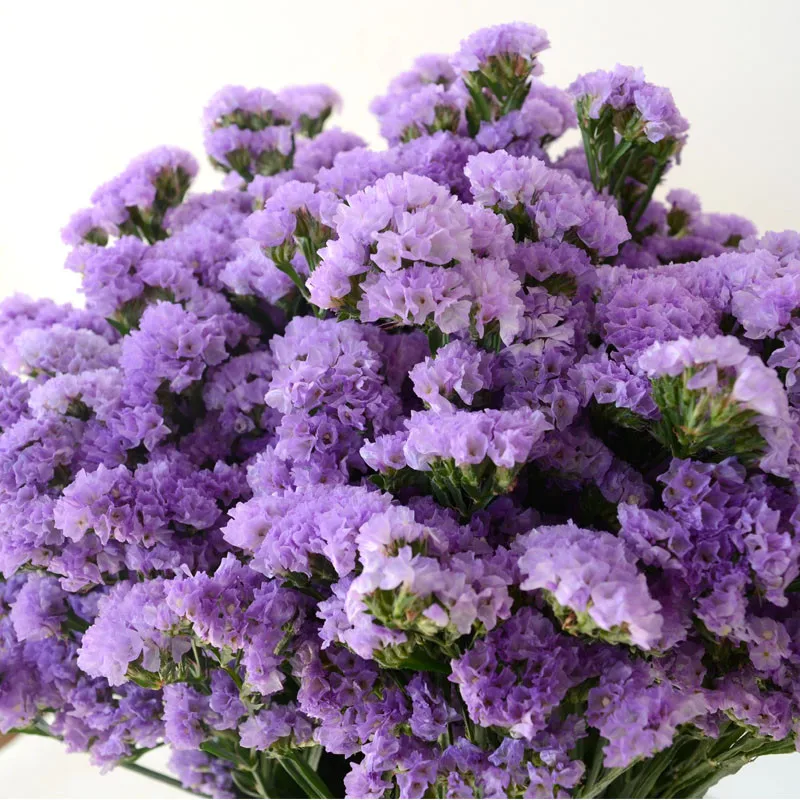 pcs White Light Purple Color Dried Forget Me Not Flower Bunch Natural Plants Christmas Wedding Decoration Flowers Artificial Dried Flowers Aliexpress