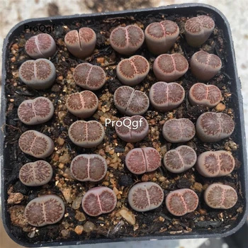 

Ngryise 5Pcs A Set juwenzhang