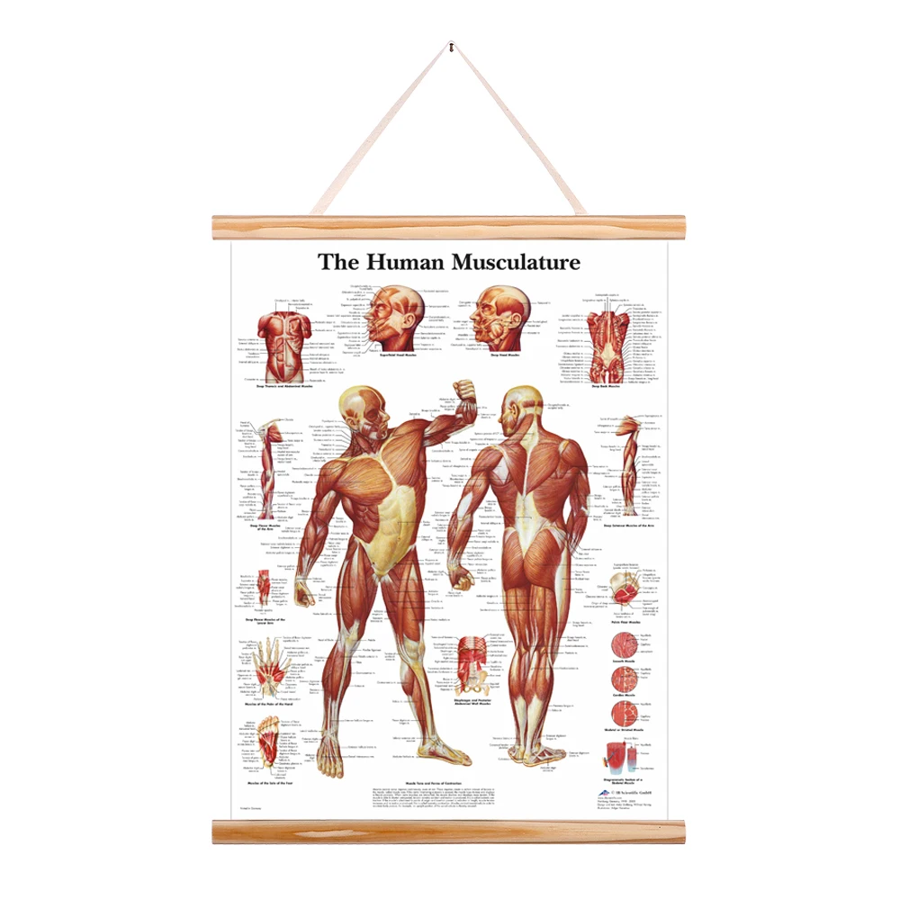 Анатомия человека мышцы руки ноги плечо ноги анатомическая диаграмма патологии плакат холст картина деревянная прокрутка картина Рамка для дома