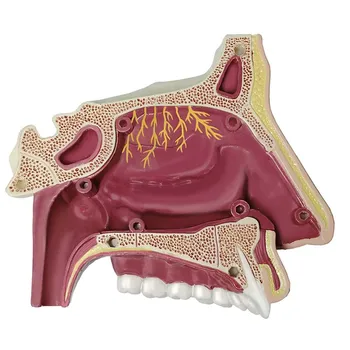 

Intelligence Assembling 4D Toy Human Nasal Organ Anatomy Model Medical Instruction DIY Popular Science Appliances