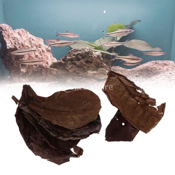 

10pcs Mini Catappa Indian Almond Leaves, Create Tropical Rainforest Environment for Betta & Gouramis, 18x10cm