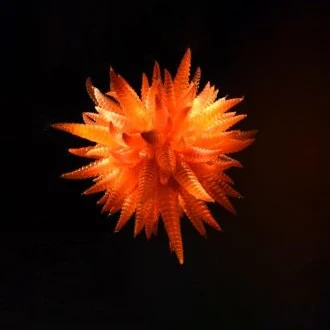 Orange Color Glass Horn Shape Chandelier Murano for House Decoration on Sales | Освещение
