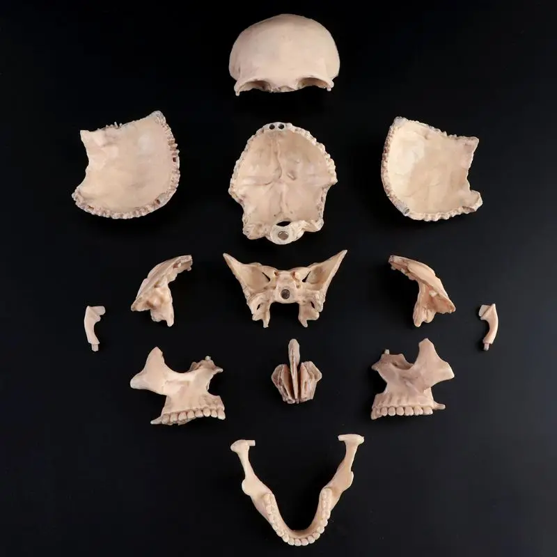 15 шт./компл. съемный череп модель человеческий взрослый 1:2 4D разобранный череп анатомический модель съемный медицинский обучающий инструмент