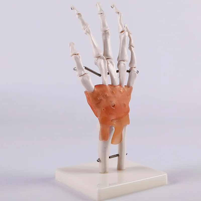 Medical Science Education Student Training Tools Advanced PVC Natural Size Hand Joint Model with Ligament BIX-A1030