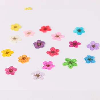 

Natural plum blossom dried flower Epoxy jewelry material nails dry flower embossed mobile phone case pressed flower 100pcs/bag