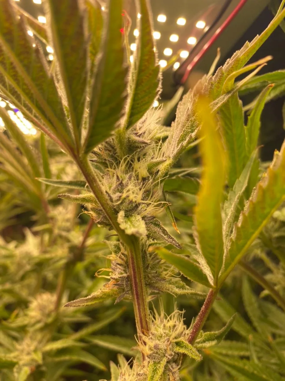 BELLA 客户种植图片