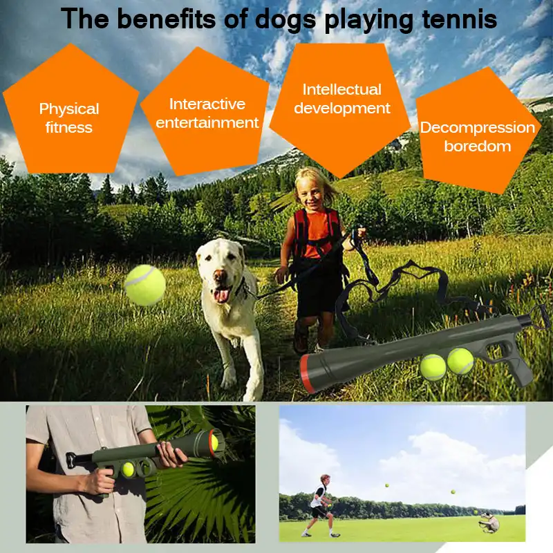 outdoor toys for dogs