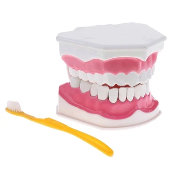 

Teeth Model and Toothbrush with High-Grade Teeth Teaching Model Model