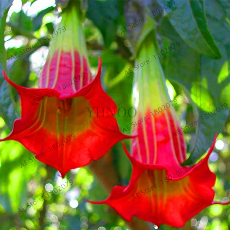 Свежий 100 шт редкий Datura бонсай бругмансия Suaveolens фламенко Красивая Мандала Цветок садовый многолетник Горшечное растение - Цвет: 13