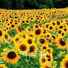 10 шт в пакете Новое поступление! подсолнечные плантации, не-ГМО Бонсай завод DIY Цветы для дома, сада растения
