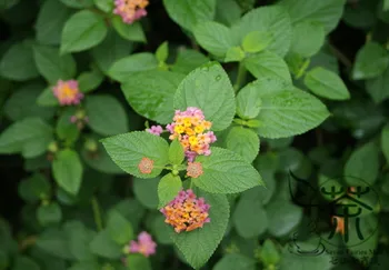 

Lantana Camara Big-sage Tickberry Wild-sage Ma-Ying-Dan