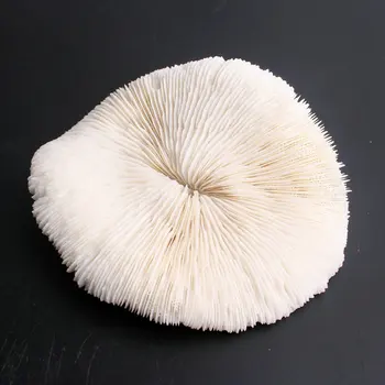 

1PC Natural White Coral Beautiful Aquarium Fish Tank Ornaments Landscape Ocean Mushroom Corals Decration Natural Conch Shells